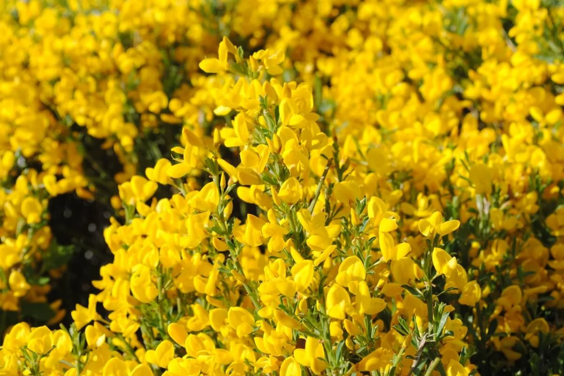 Gelber Ginster blüht
